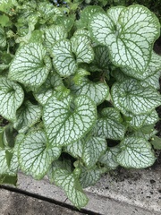 Brunnera