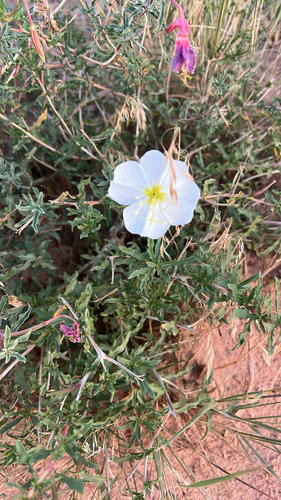 Oenothera albicaulis, 2026-10-08