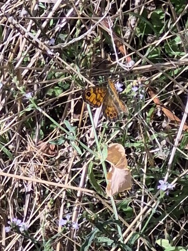 Wall Brown