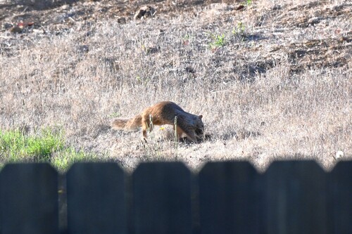 Douglas's Ground Squirrel observed by krautfrombend