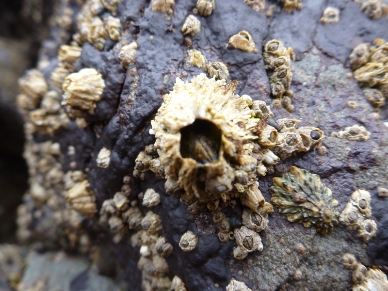 thatched barnacle (Multi-Agency Rocky Intertidal Network ) · iNaturalist