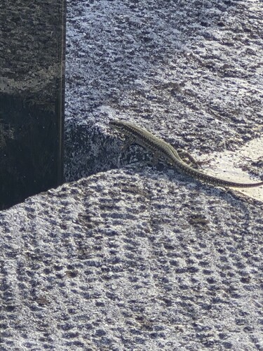 Common Wall Lizard
