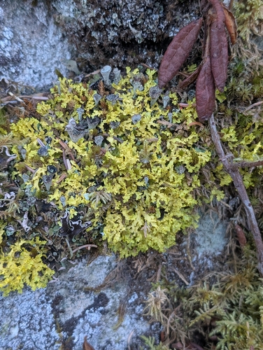 Vulpicida juniperinus, 2026-10-13
