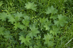 Alchemilla micans