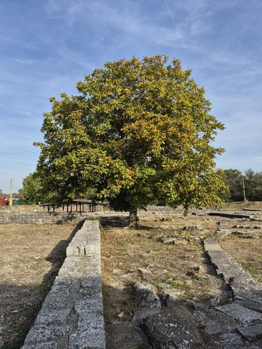 Persian walnut