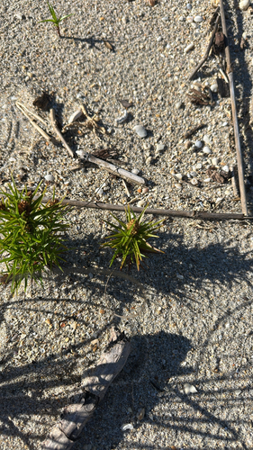 Cyperus pedunculatus observed 2026-10-13