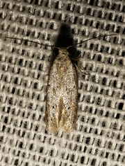 Symmocoides oxybiella