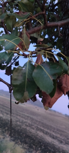 Common Pear