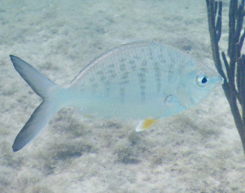 Gerres cinereus observed 2026-10-14