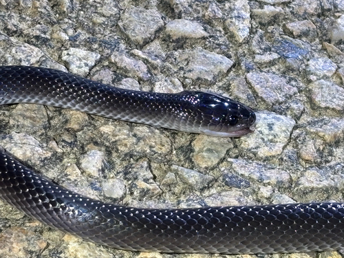 Stegonotus observed 2026-10-14