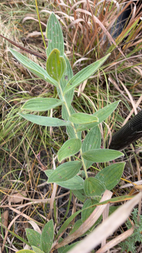 Lithospermum parviflorum, 2026-10-13
