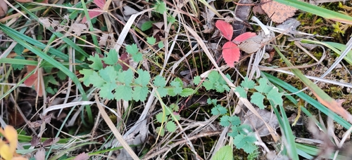 Salad Burnet