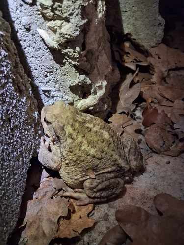 Spiny Toad