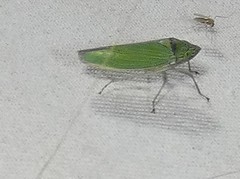 Draeculacephala inscripta