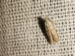 Symmocoides oxybiella