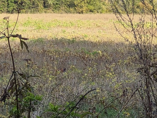 Ring-necked Pheasant