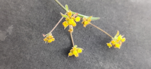 Sickle-leaved Hare's-ear