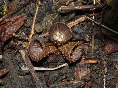 fluted bird's nest fungus