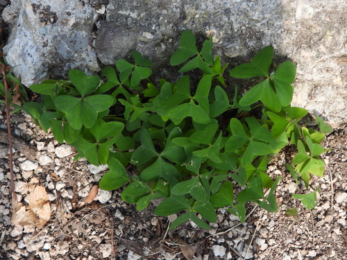 Garden pink-sorrel