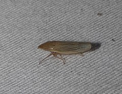 Draeculacephala septemguttata