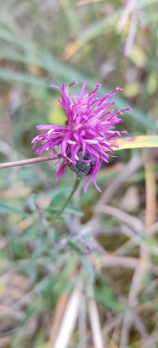 Greater Knapweed