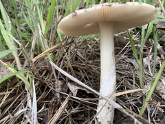 Amanita populiphila