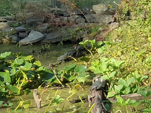 European Pond Turtle