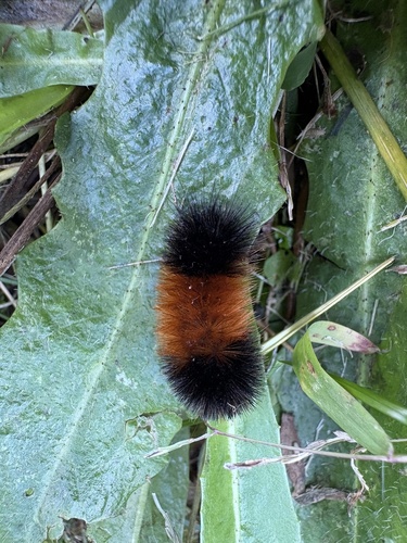 Isabella Tiger Moth