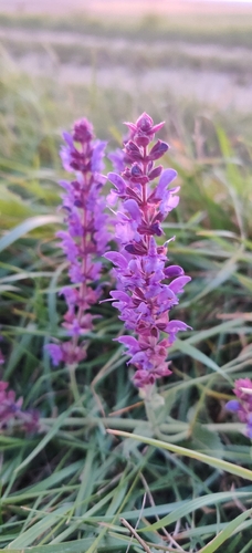 Purple Wood Sage