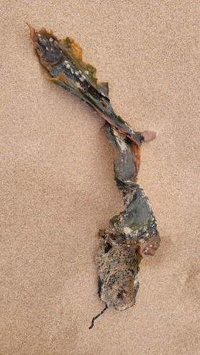Saccharina latissima observed 2026-10-13