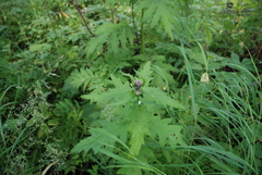 Cirsium kamtschaticum