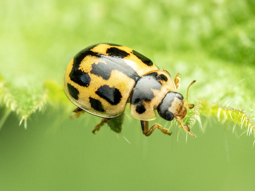 Fourteen-spotted Lady Beetle