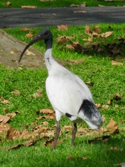 Threskiornis molucca