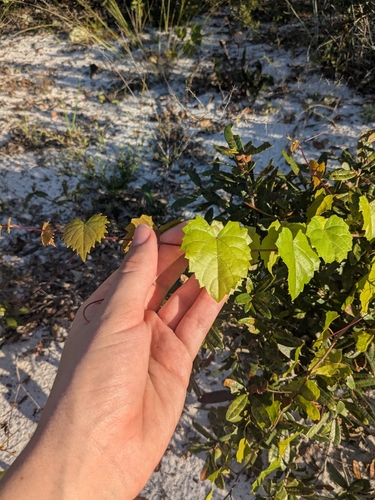 muscadine