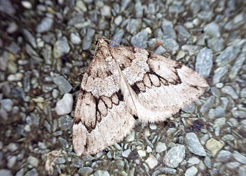 Juniper Carpet
