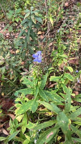 great blue lobelia