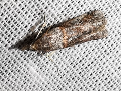 Acrobasis obliqua