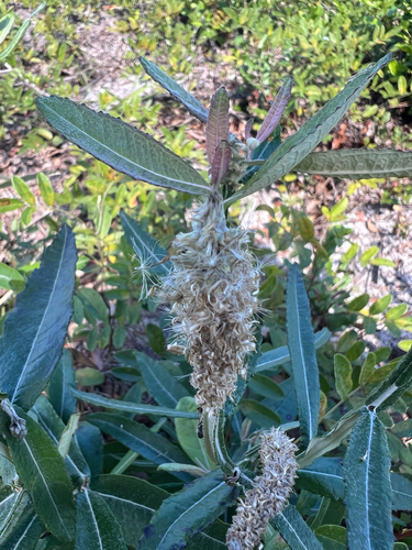 Pterocaulon pycnostachyum, 2026-10-14