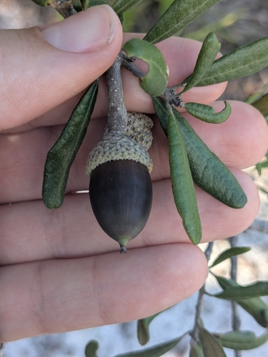 sand live oak