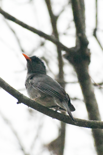 iNaturalist image