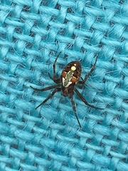 Novaranea queribunda