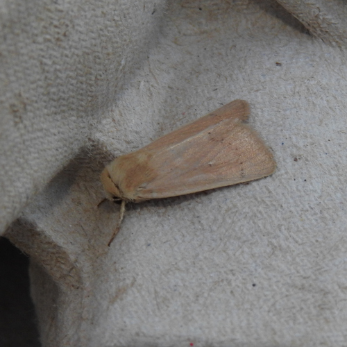 Mythimna sicula