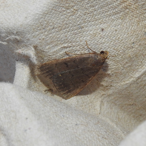 Nodaria nodosalis
