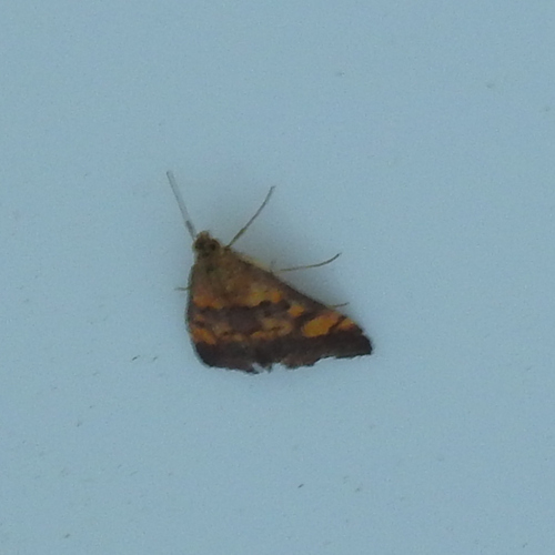 Mint Moth