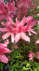 Rhododendron