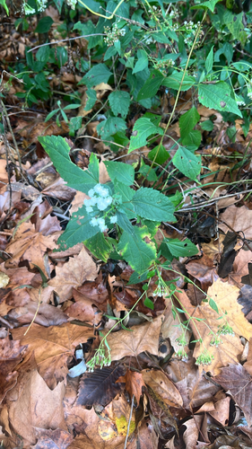 white snakeroot