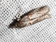 Acrobasis obliqua