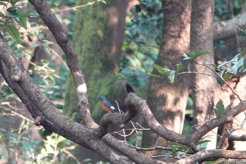 Monticola cinclorhynchus observed 2026-10-10
