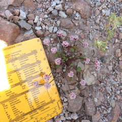 Eriogonum nortonii
