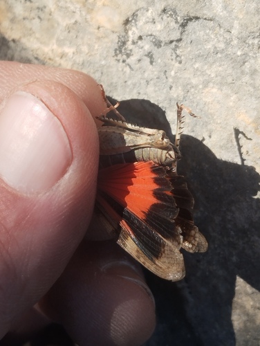 Red-winged Grasshopper